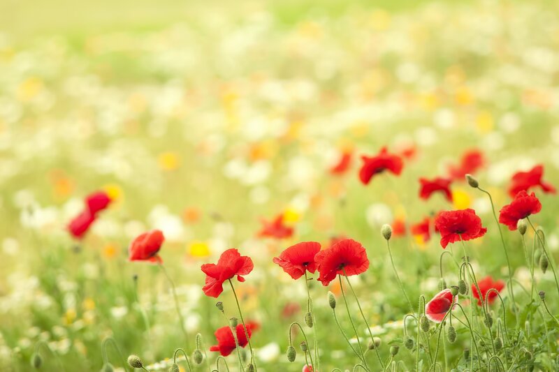 Red poppies in a sunny field