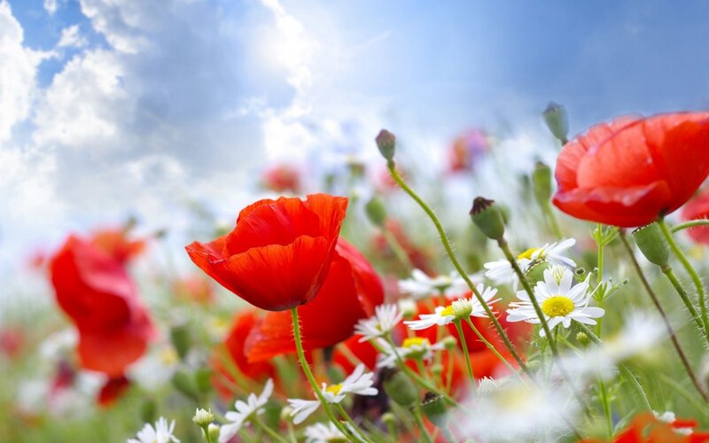 Red poppies in a sunny field