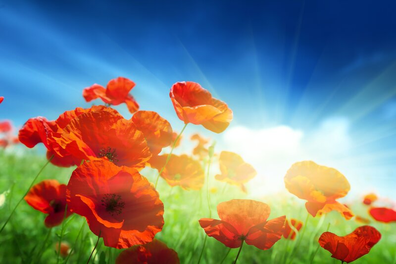 Red poppies in a sunny field