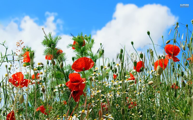 Red poppies in a sunny field