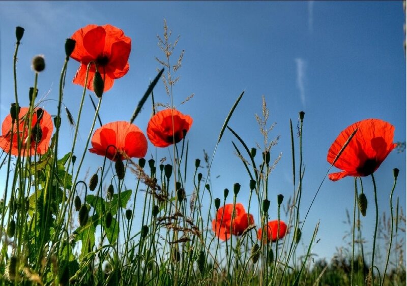 Red poppies in a sunny field