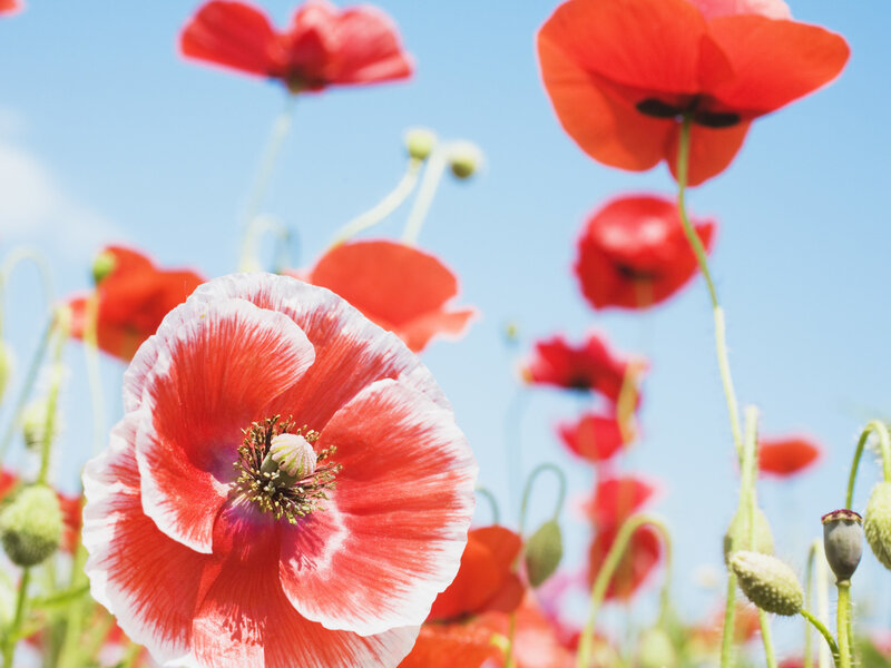 Red poppies in a sunny field