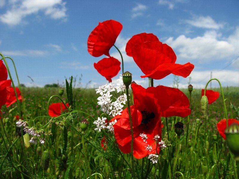 Red poppies in a sunny field