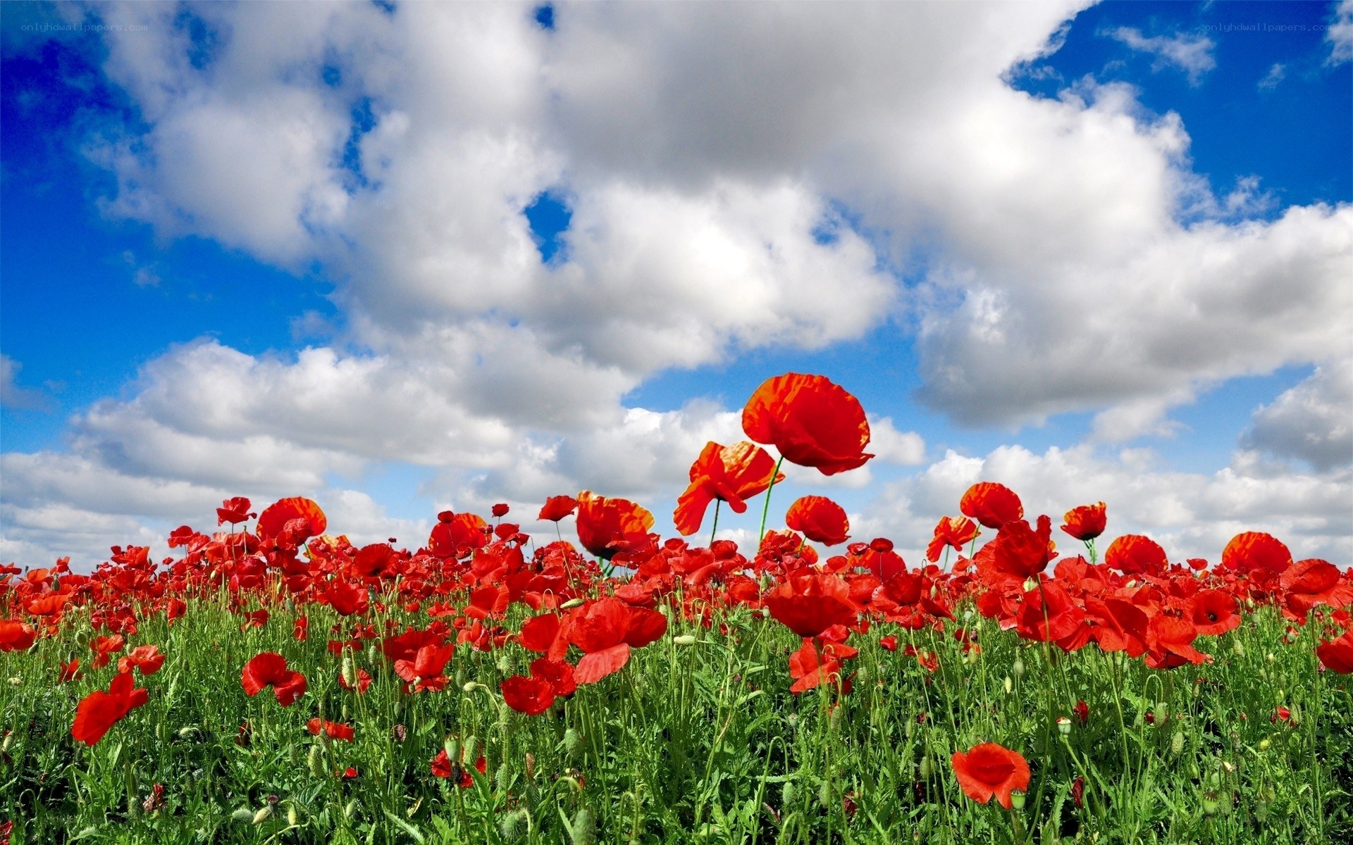 Red poppies in a sunny field