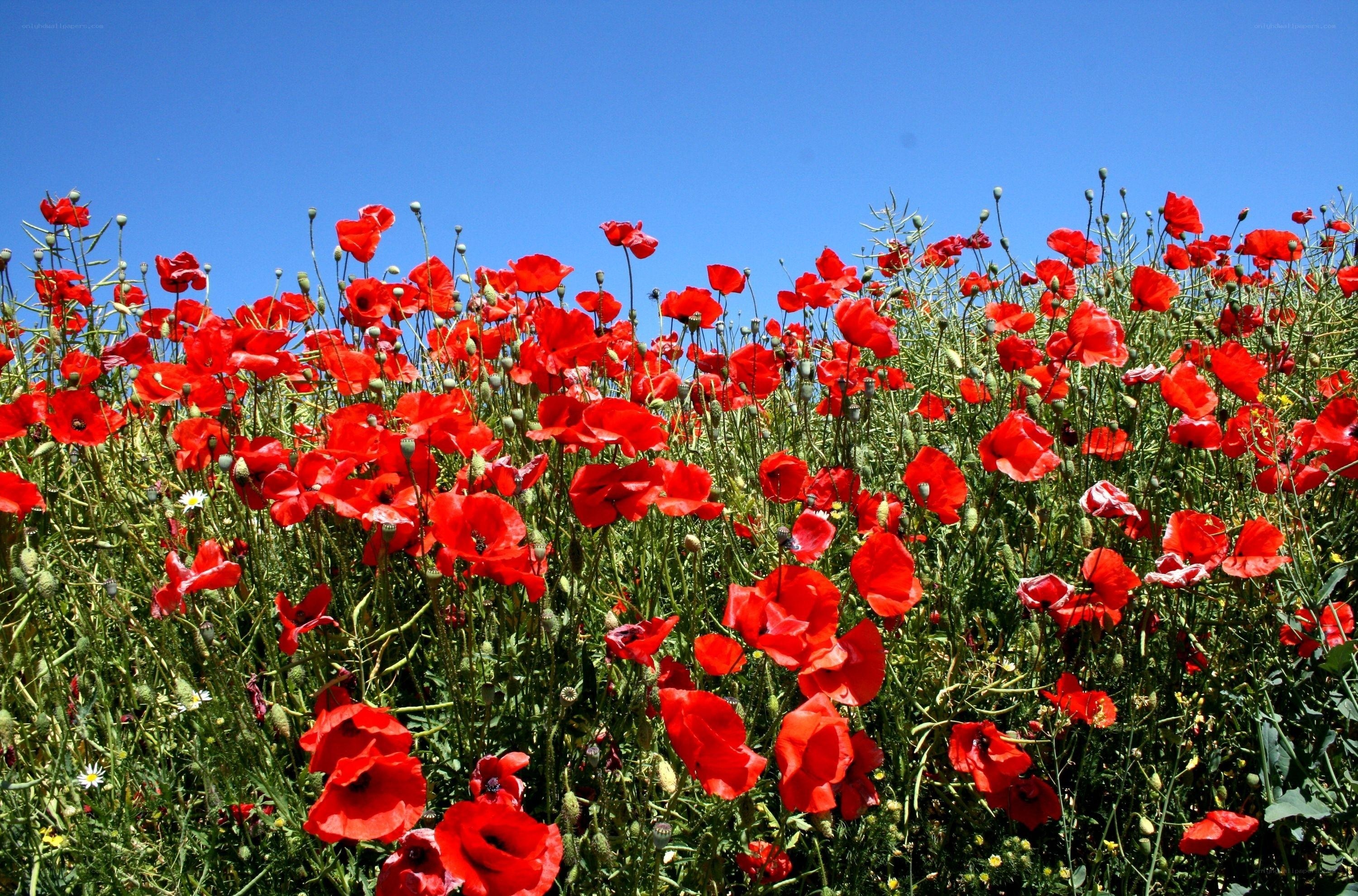 Red poppies in a sunny field