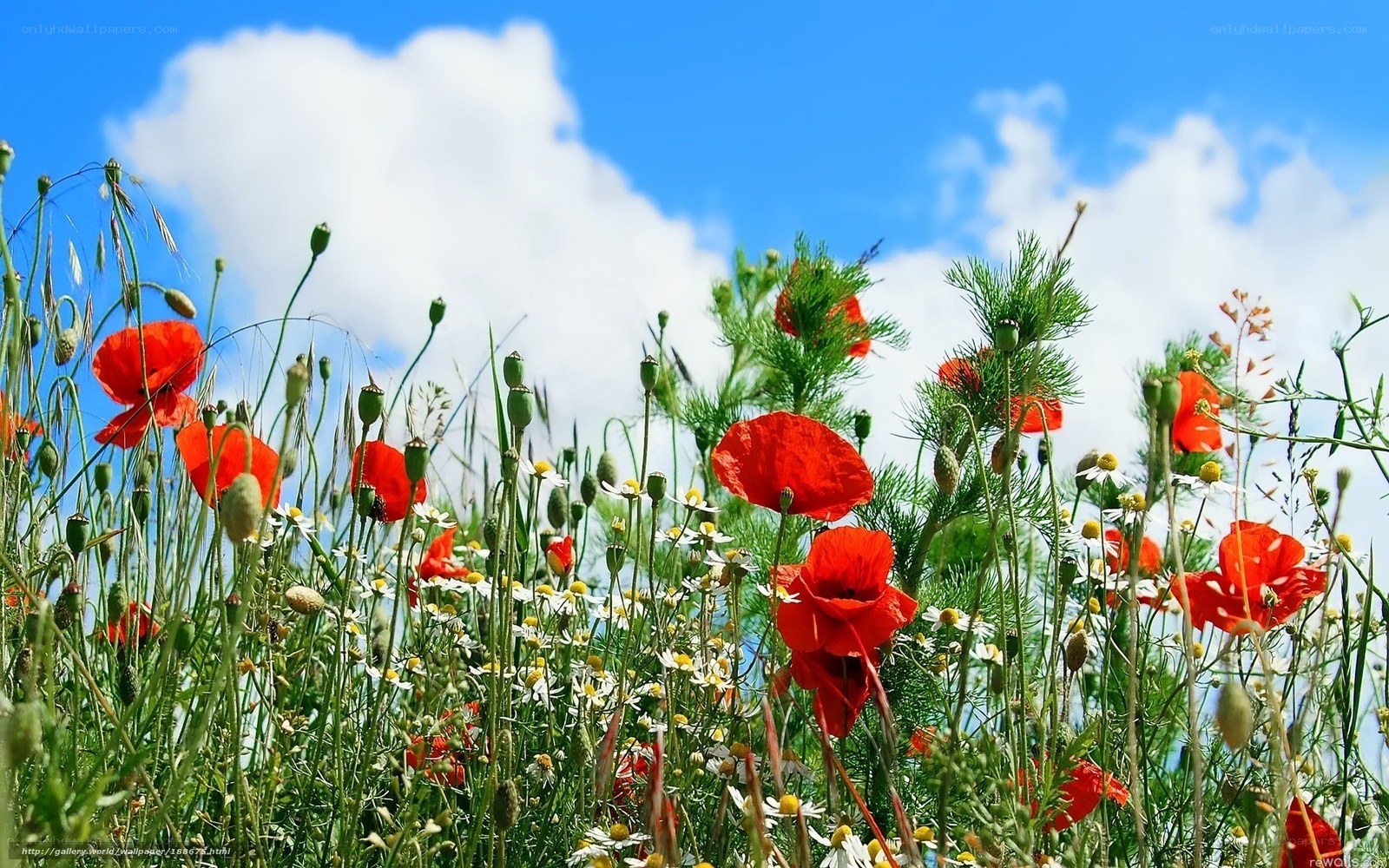 Red poppies in a sunny field