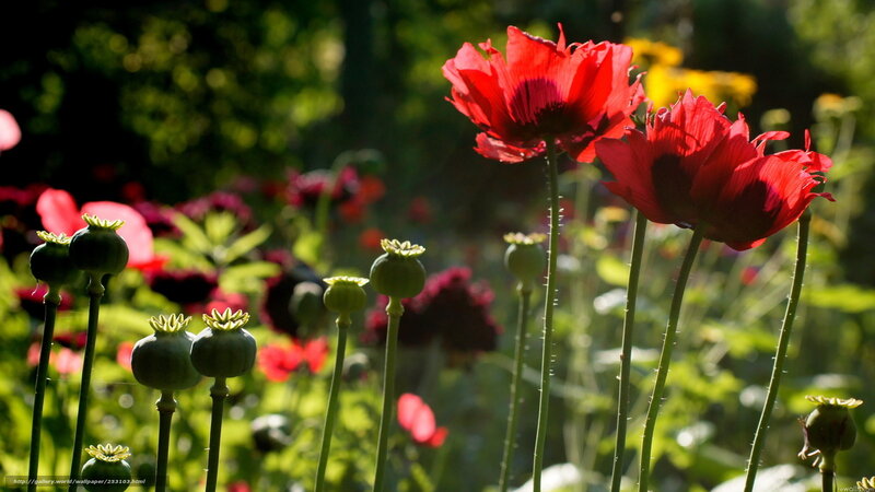 Red poppies in a sunny garden