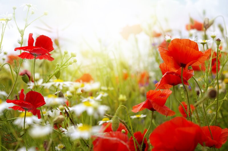 Red poppies in a sunny meadow