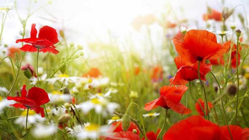 Red poppies in a sunny meadow