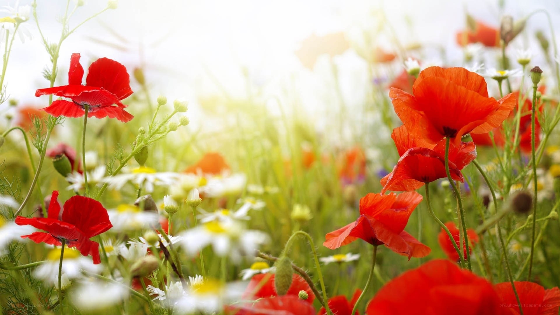 Red poppies in a sunny meadow