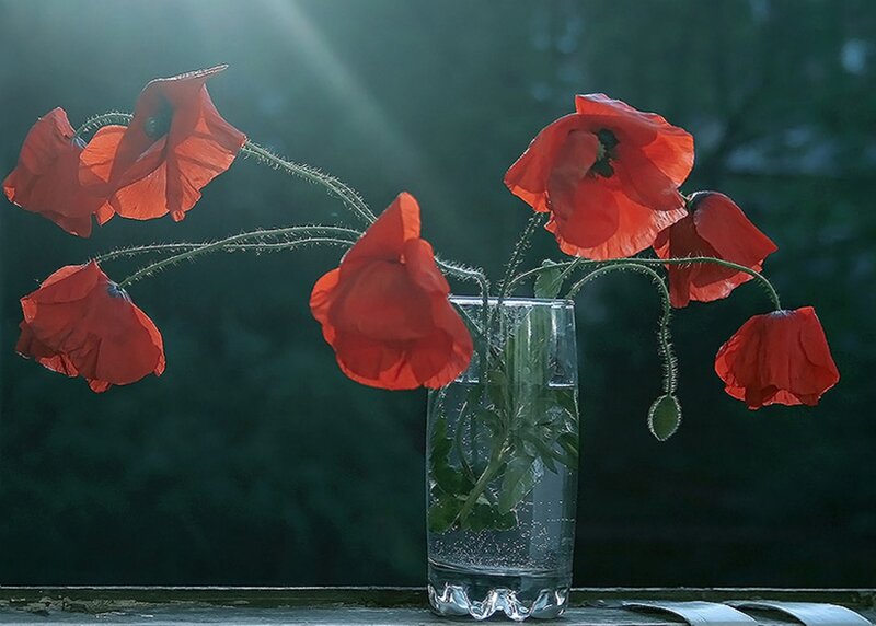 Red Poppies in a Vase — Serene