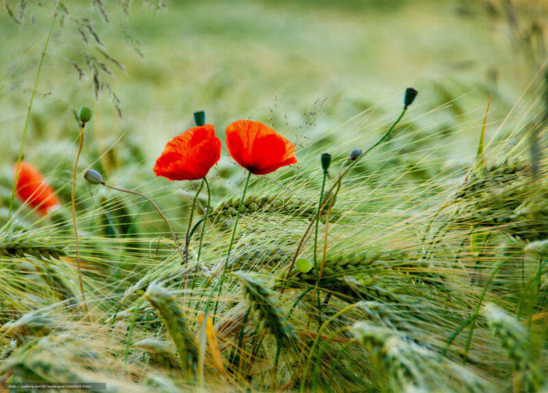 Red poppies in a wheat field