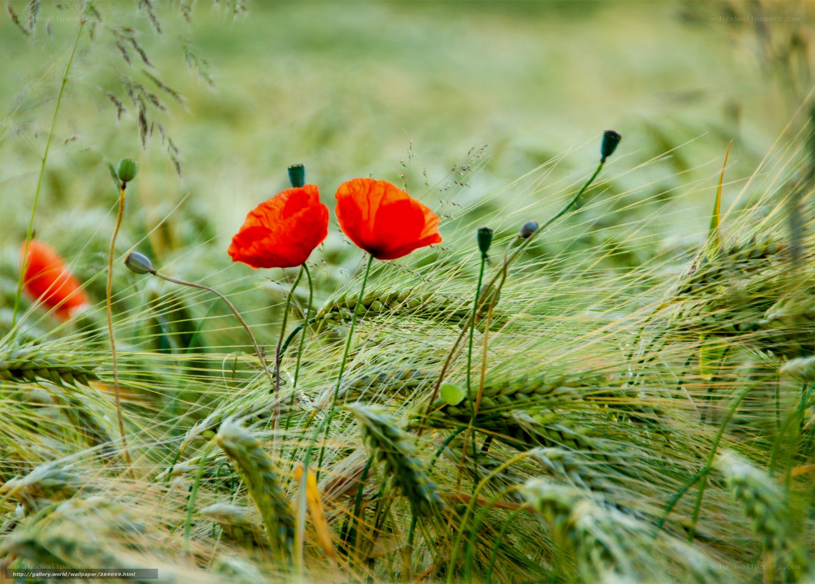 Red poppies in a wheat field