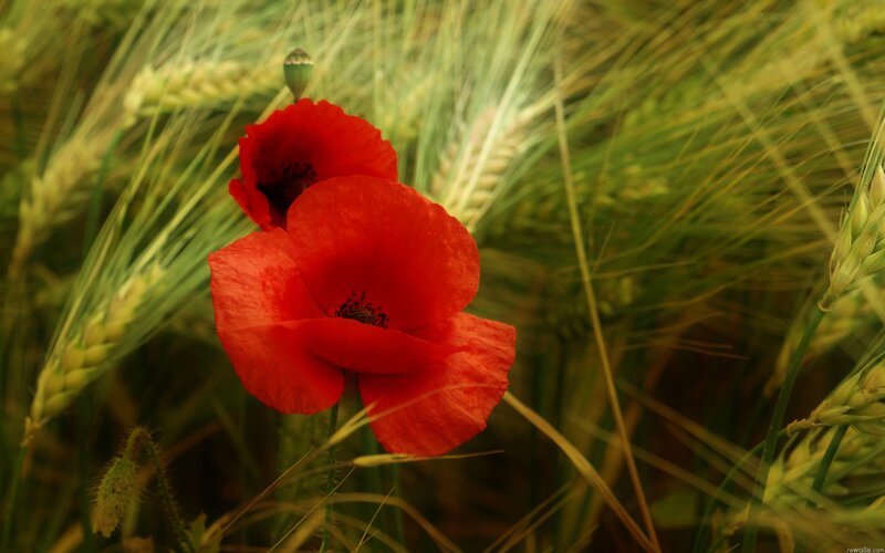 Red poppies in a wheat field