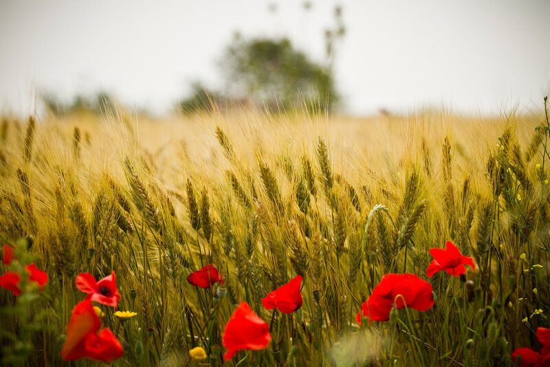 Red poppies in a wheat field
