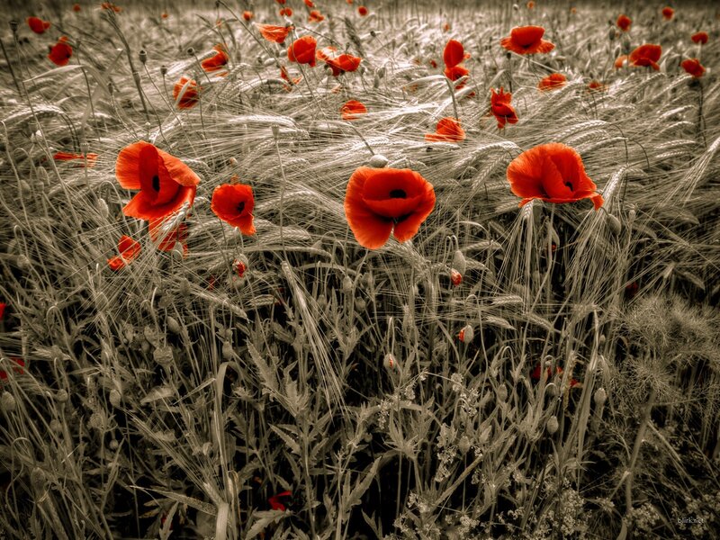 Red poppies in a wheat field