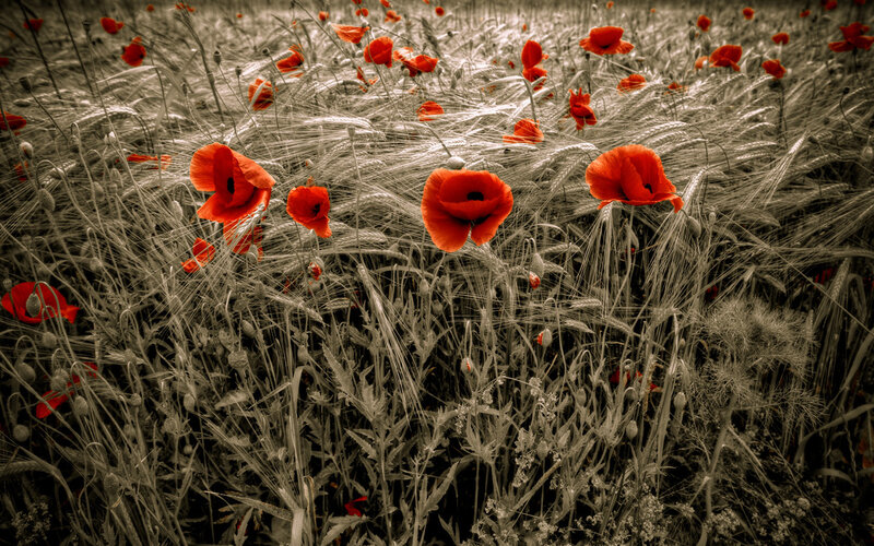 Red poppies in a wheat field