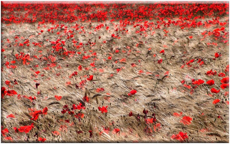 Red poppies in a wheat field