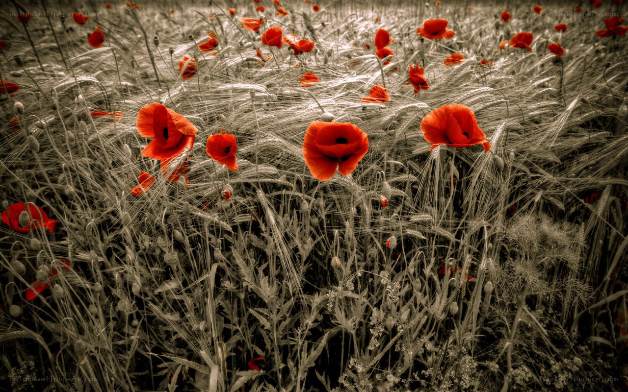 Red poppies in a wheat field