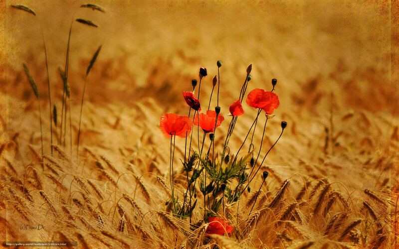 Red Poppies in a Wheat Field