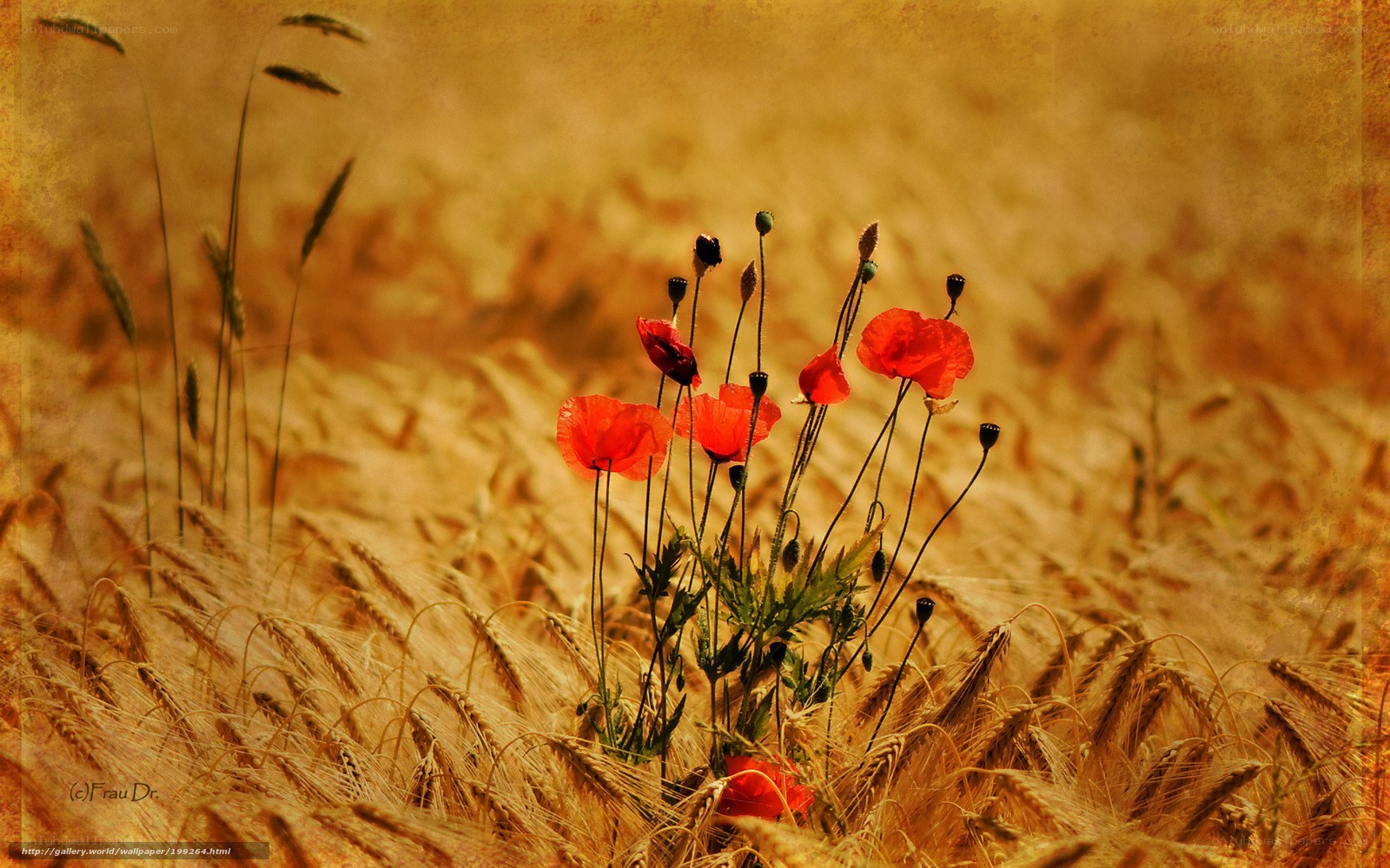 Red Poppies in a Wheat Field