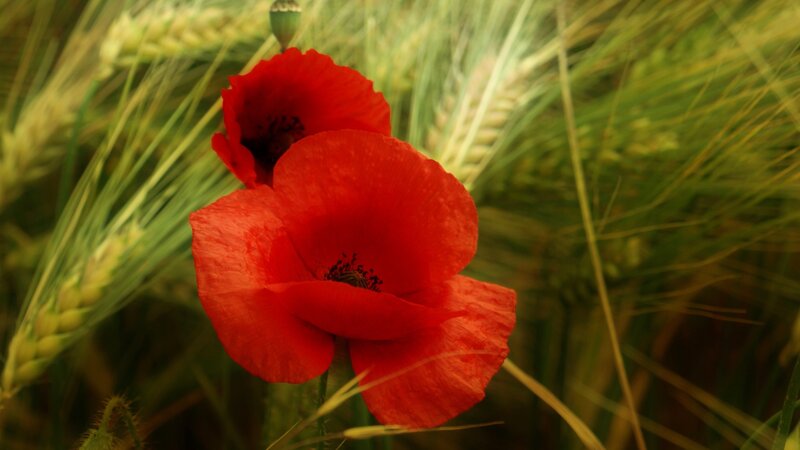 Red poppies in a wheat field