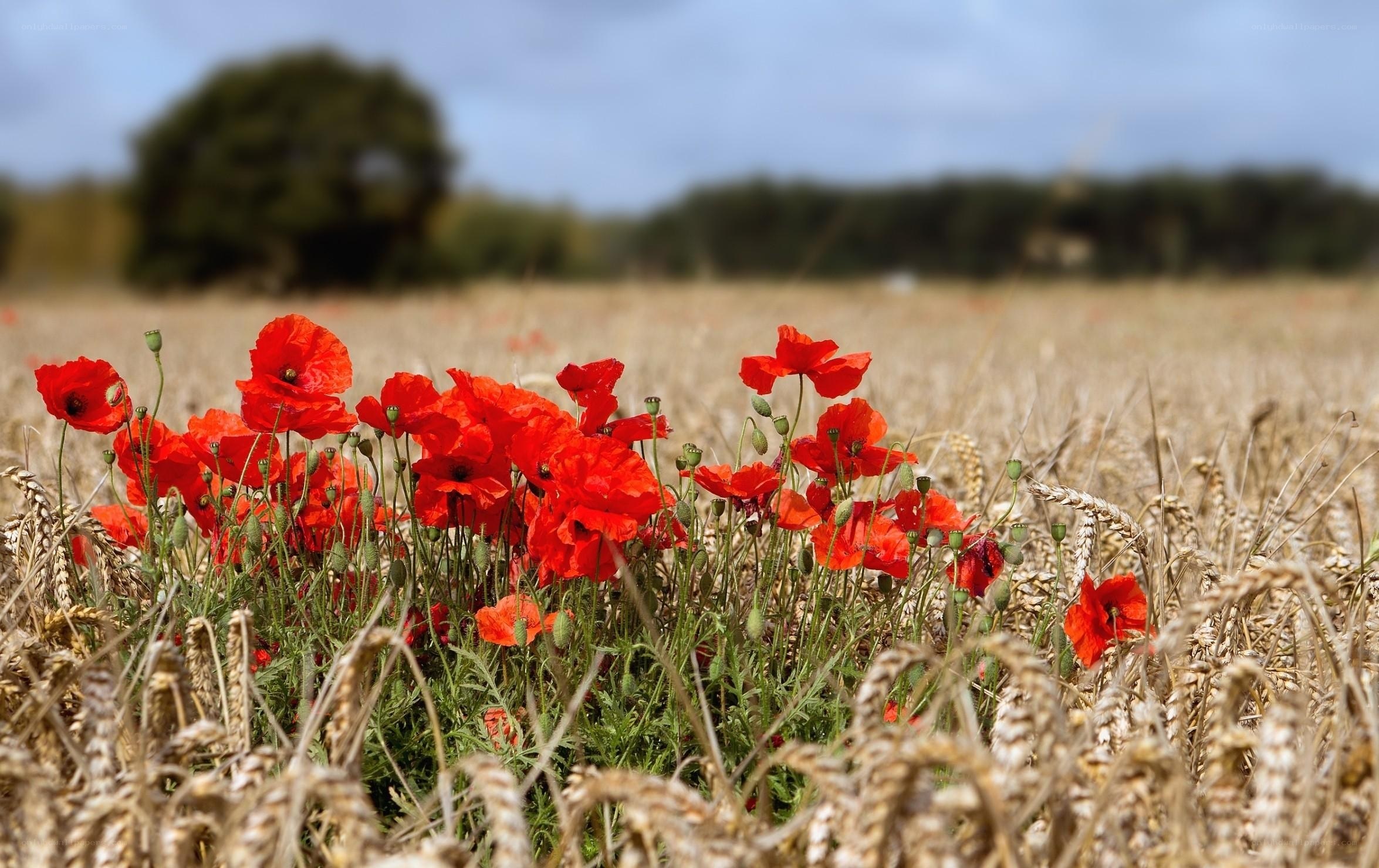 Red poppies in a wheat field