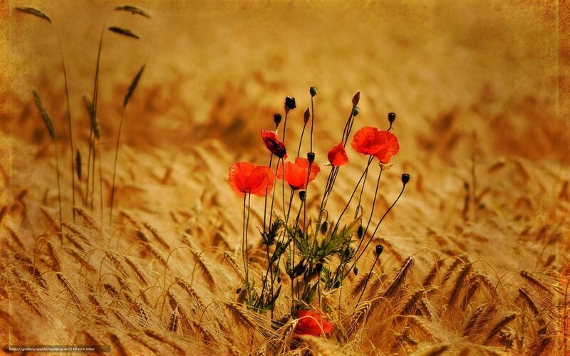Red poppies in a wheat field