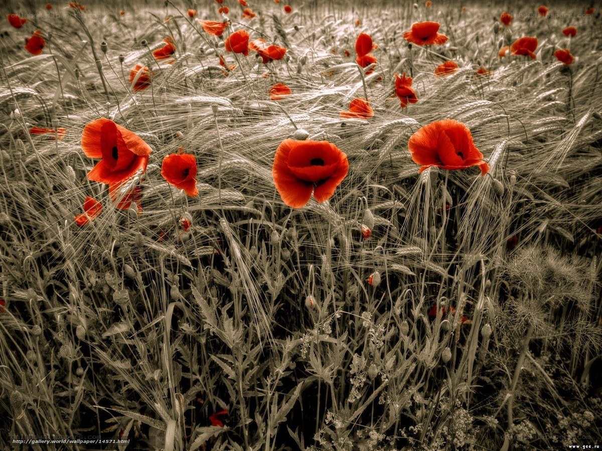 Red poppies in a wheat field
