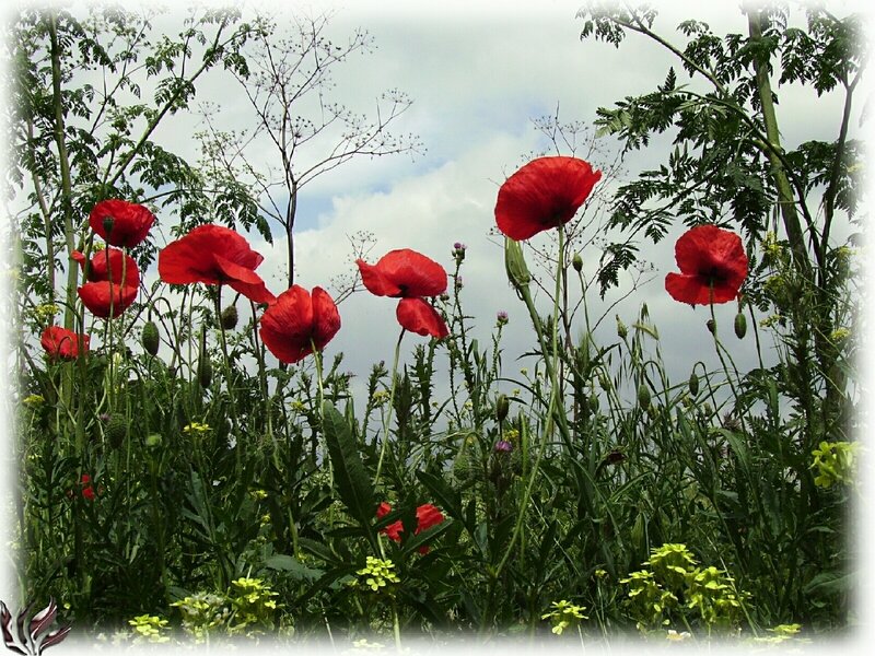 Red poppies in a wild field