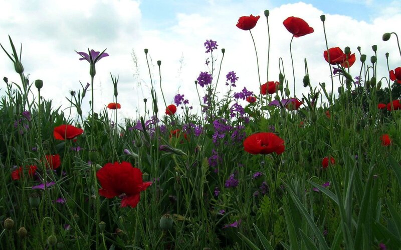 Red poppies in a wildflower field