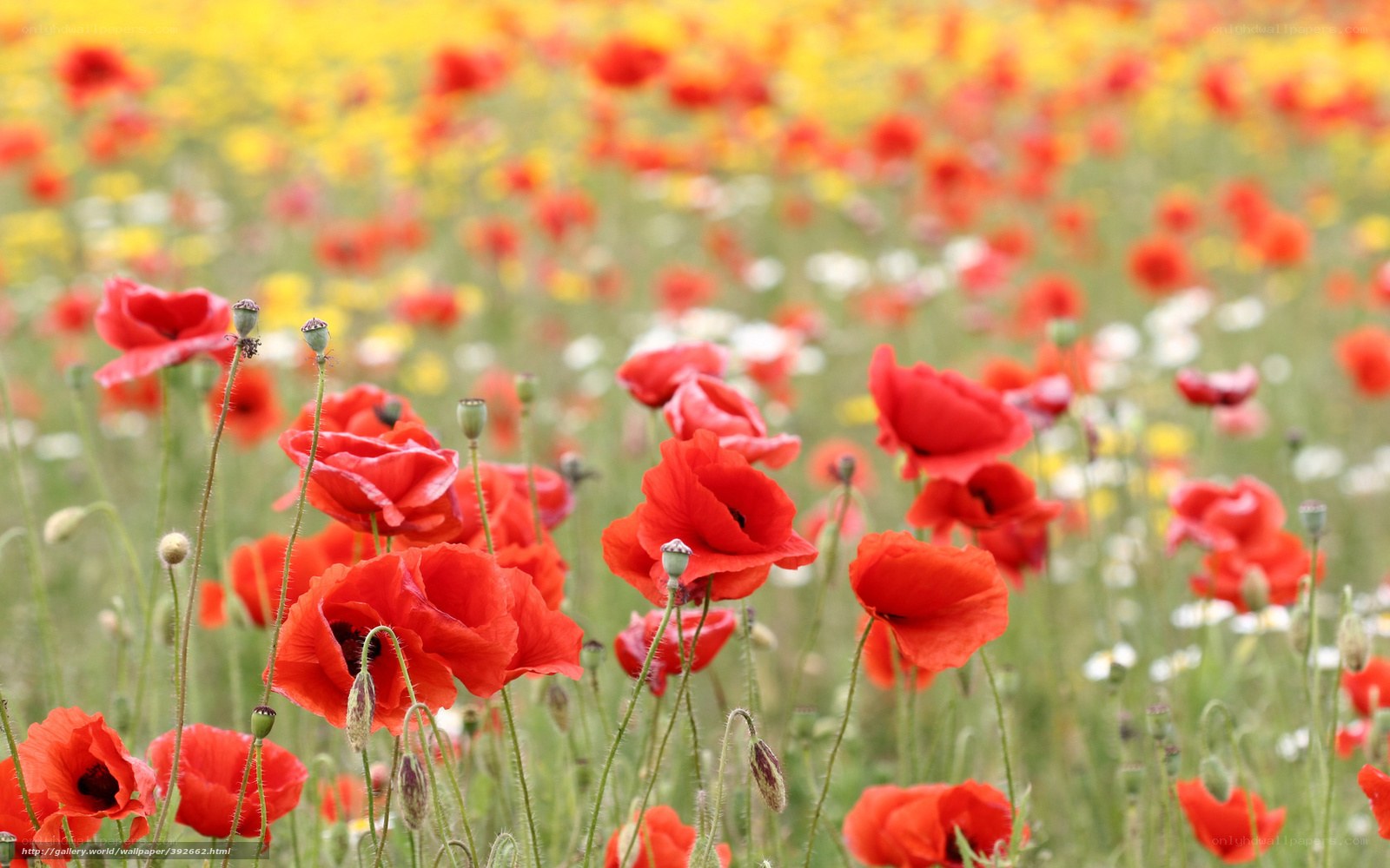 Red poppies in a wildflower field