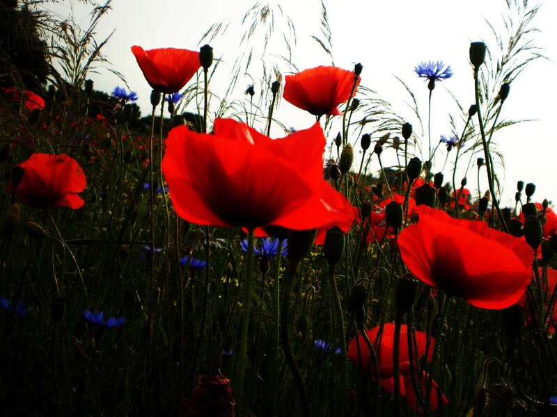 Red poppies in a wildflower field