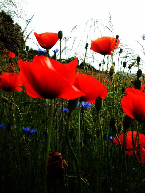 Red poppies in a wildflower field