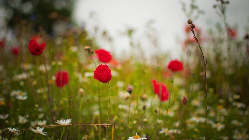 Red poppies in a wildflower field