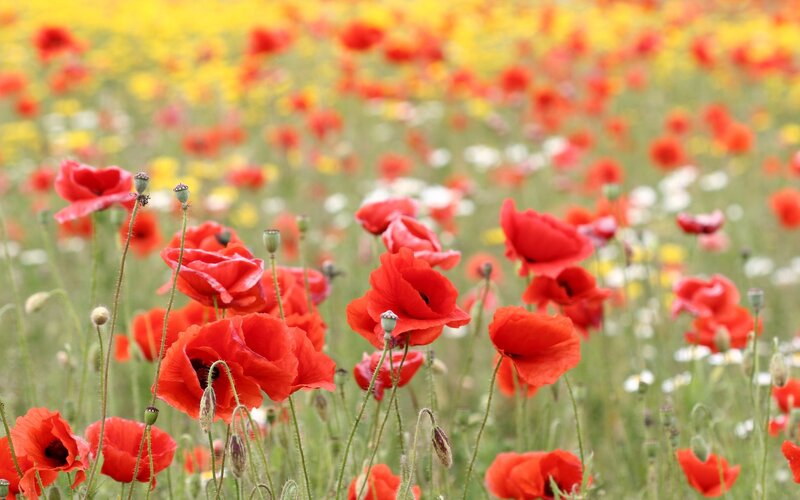 Red poppies in a wildflower field