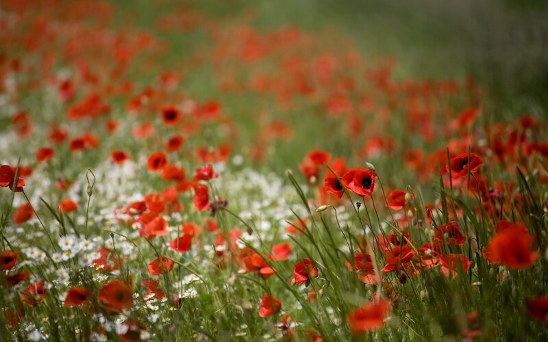 Red poppies in a wildflower field