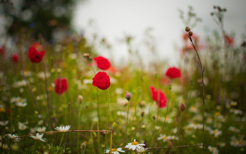 Red poppies in a wildflower field