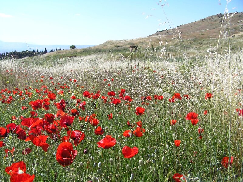 Red poppies in a wildflower field
