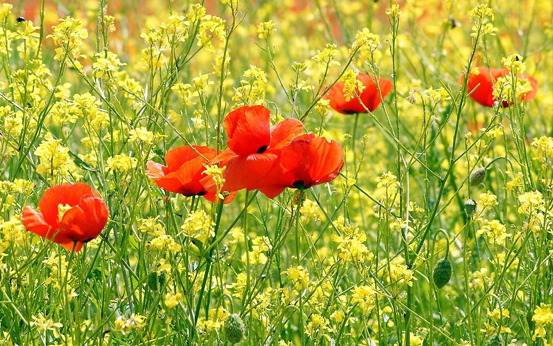 Red poppies in a yellow field
