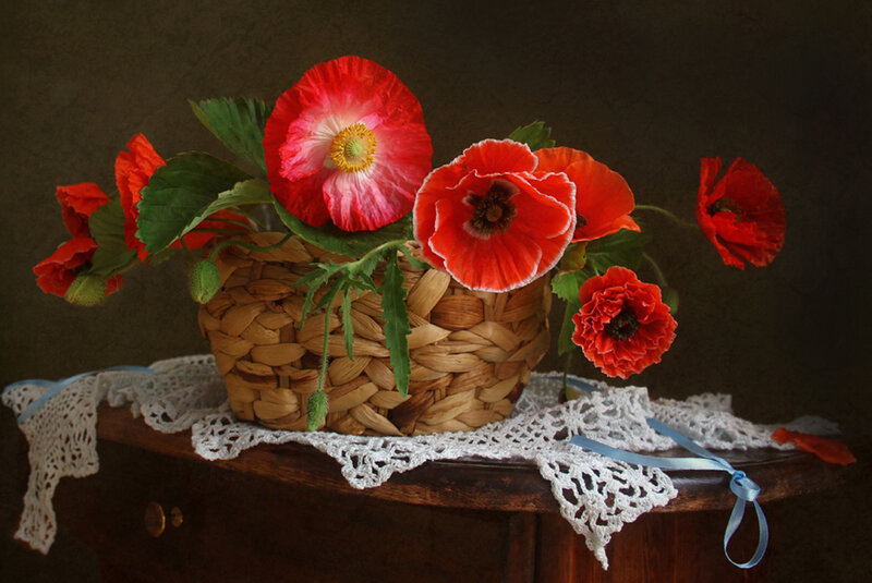 Red Poppies in Basket — Calm, Photograph
