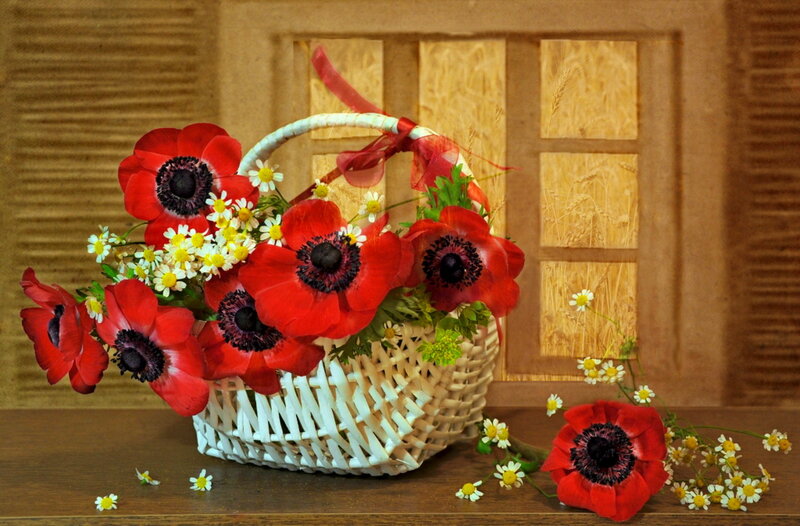 Red Poppies in Basket — Calm