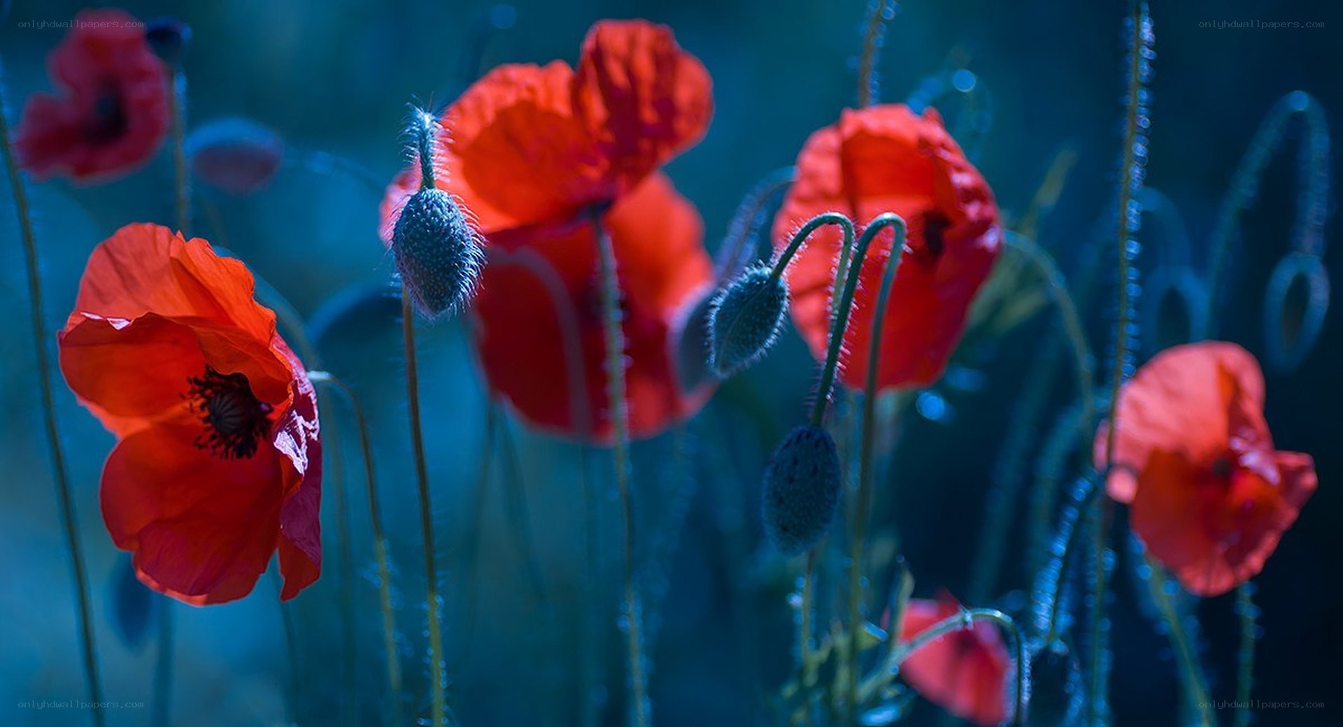 Red poppies in blue light