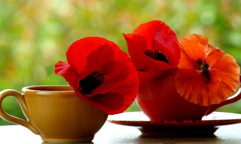 Red Poppies in Cups — Serene
