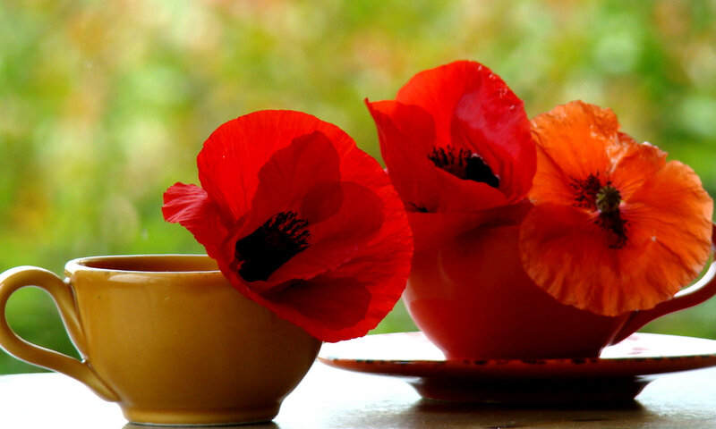 Red Poppies in Cups