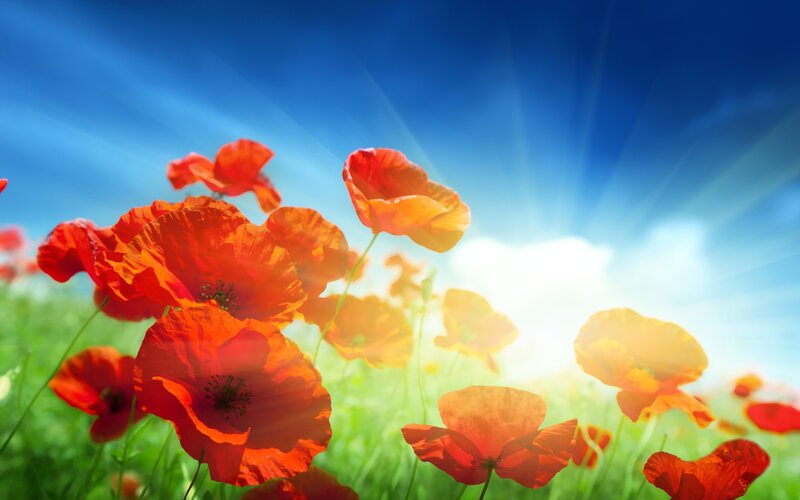 Red Poppies in Field — Bright, Afternoon