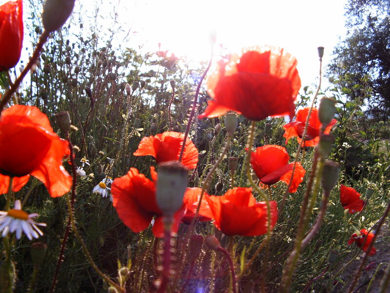 Red Poppies in Field — Bright