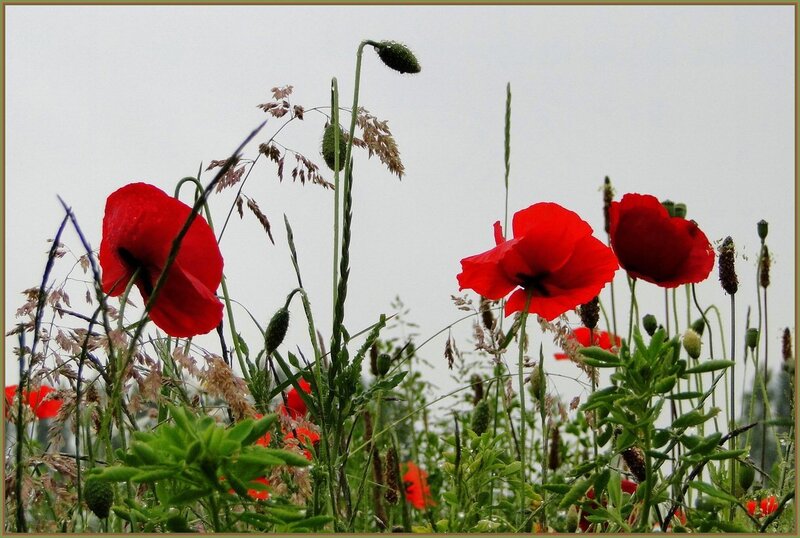 Red Poppies in Field — Calm, Spring