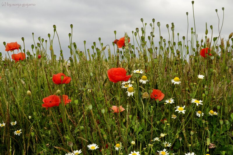 Red Poppies in Field — Calm, Summer