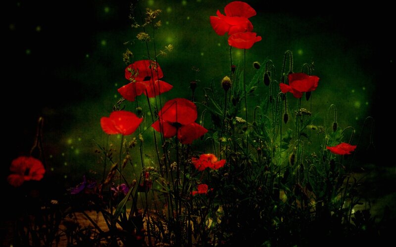 Red Poppies in Field — Dark